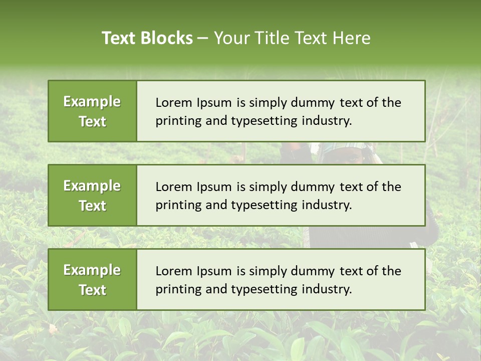Tea Plantations In Sri Lanka PowerPoint Template