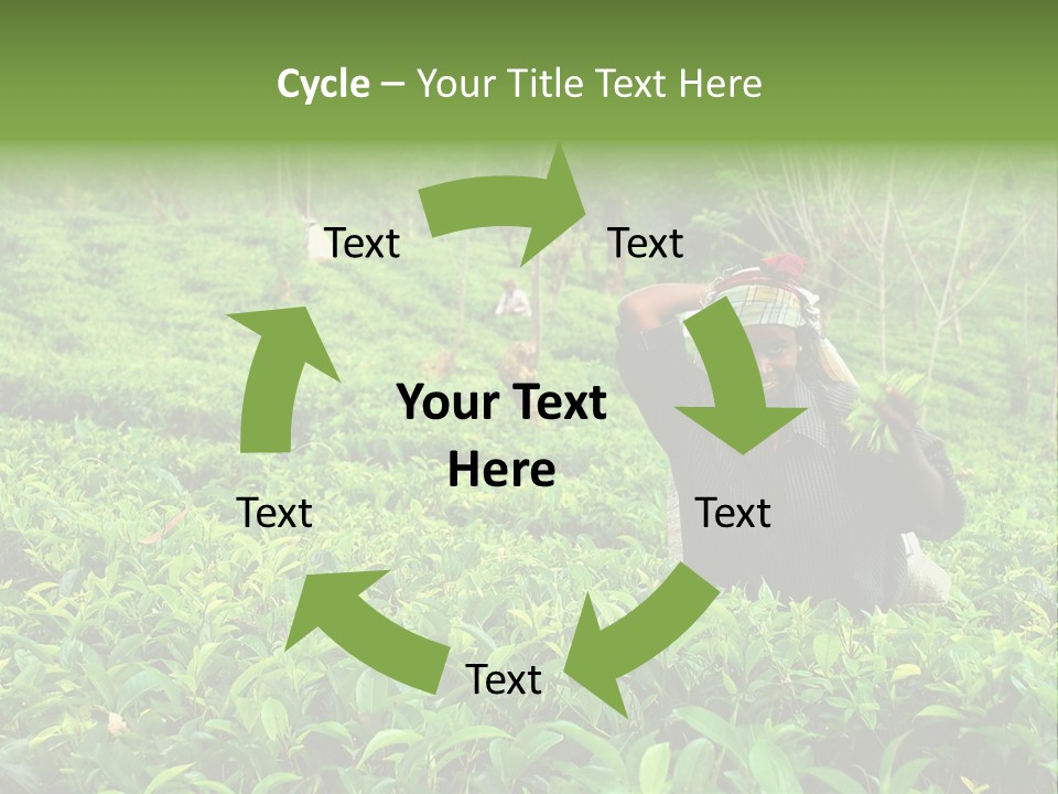 Tea Plantations In Sri Lanka PowerPoint Template