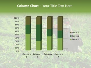 Tea Plantations In Sri Lanka PowerPoint Template