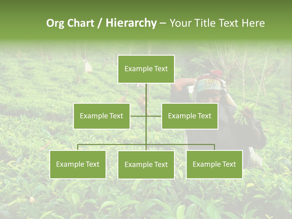 Tea Plantations In Sri Lanka PowerPoint Template