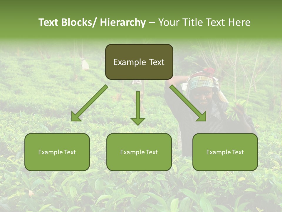 Tea Plantations In Sri Lanka PowerPoint Template
