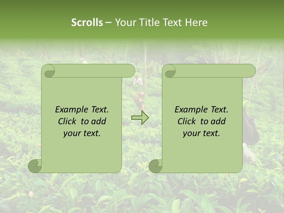 Tea Plantations In Sri Lanka PowerPoint Template