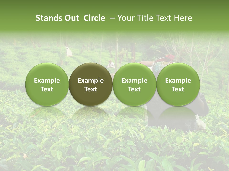 Tea Plantations In Sri Lanka PowerPoint Template