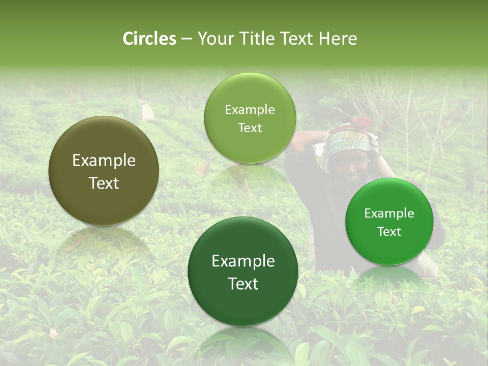 Tea Plantations In Sri Lanka PowerPoint Template