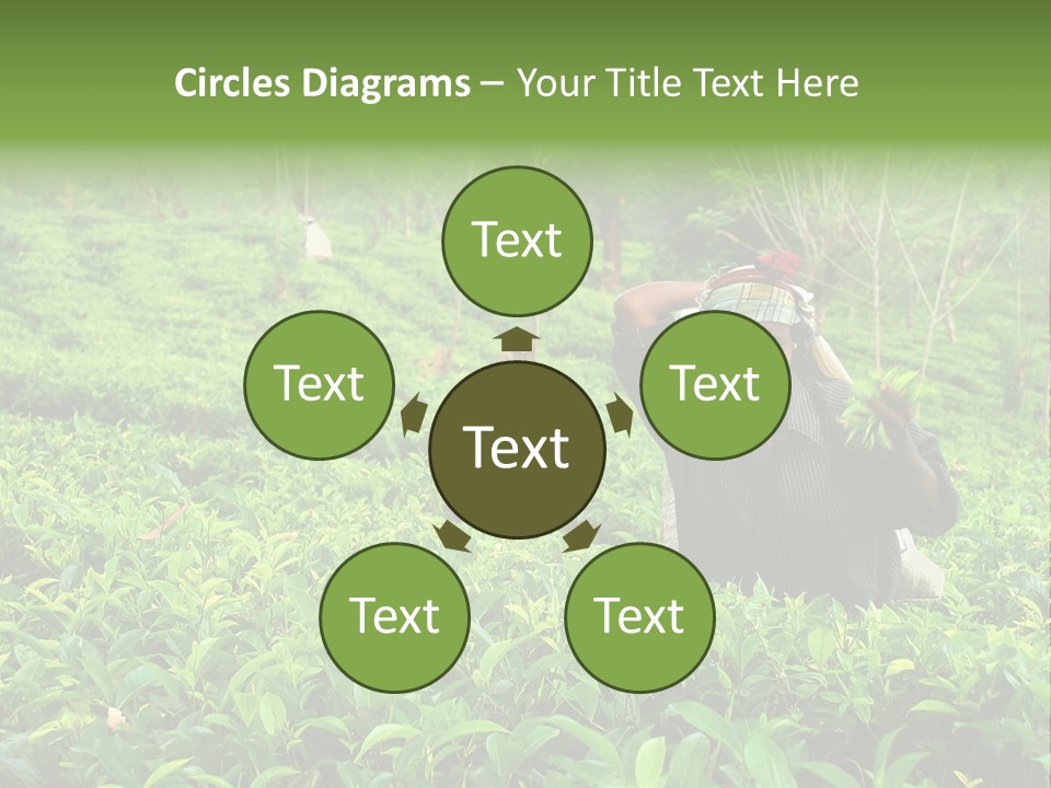 Tea Plantations In Sri Lanka PowerPoint Template