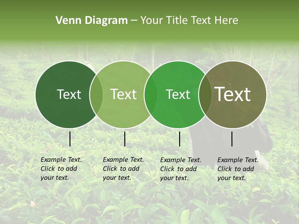 Tea Plantations In Sri Lanka PowerPoint Template