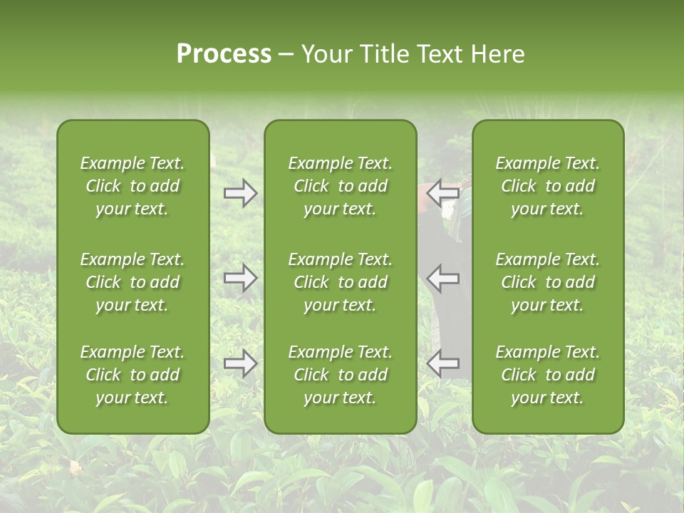 Tea Plantations In Sri Lanka PowerPoint Template