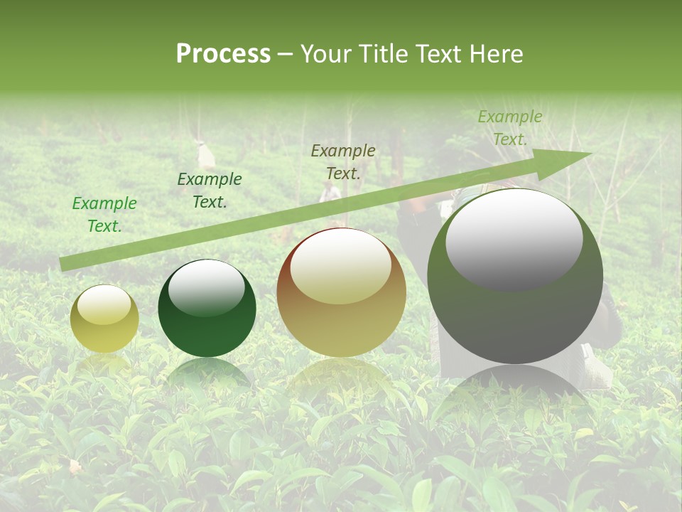 Tea Plantations In Sri Lanka PowerPoint Template