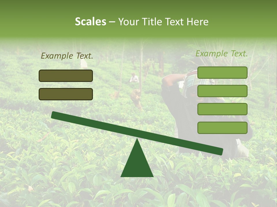Tea Plantations In Sri Lanka PowerPoint Template
