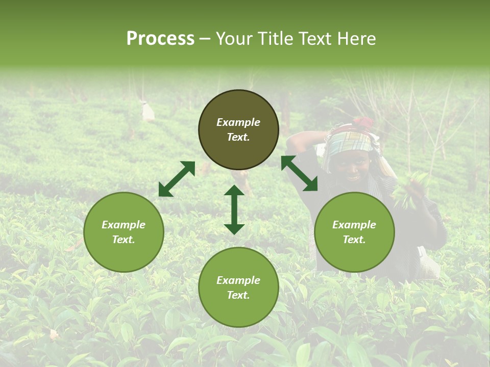 Tea Plantations In Sri Lanka PowerPoint Template