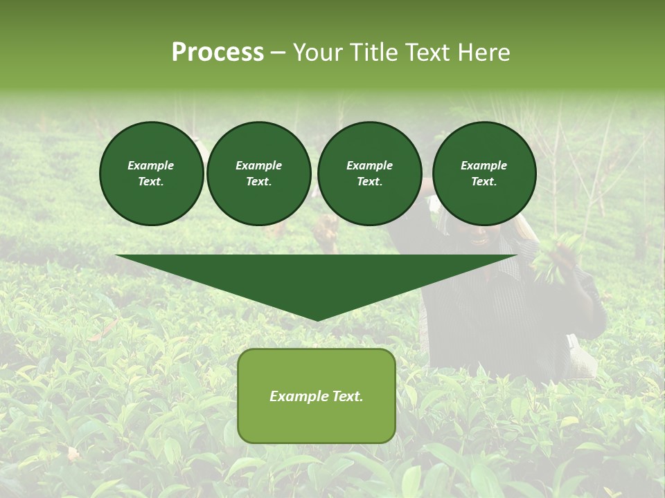 Tea Plantations In Sri Lanka PowerPoint Template