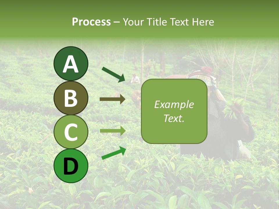 Tea Plantations In Sri Lanka PowerPoint Template