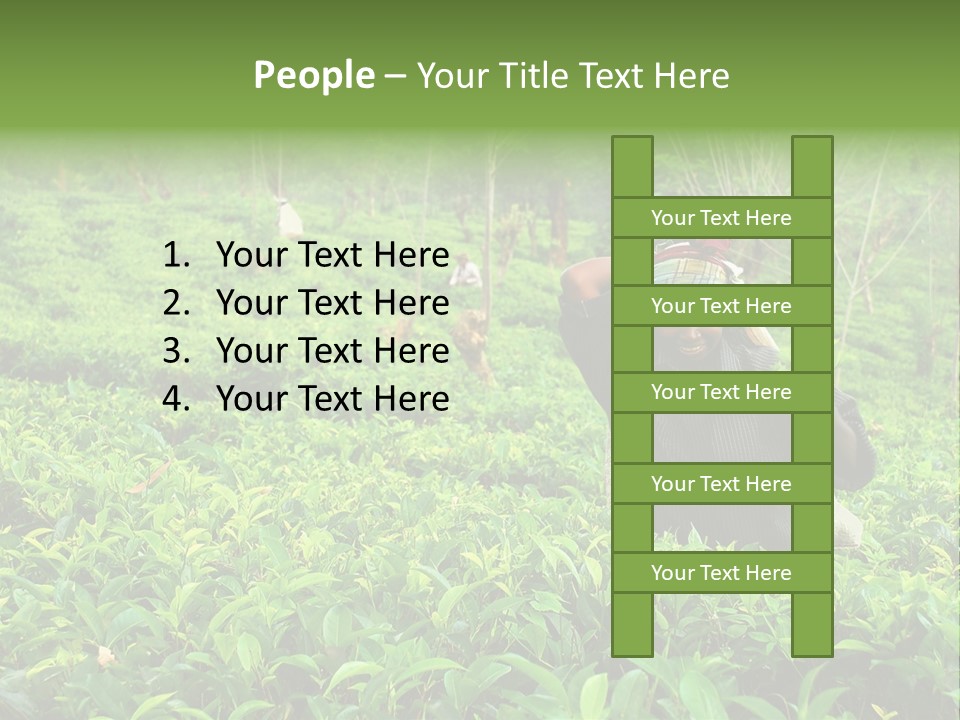 Tea Plantations In Sri Lanka PowerPoint Template