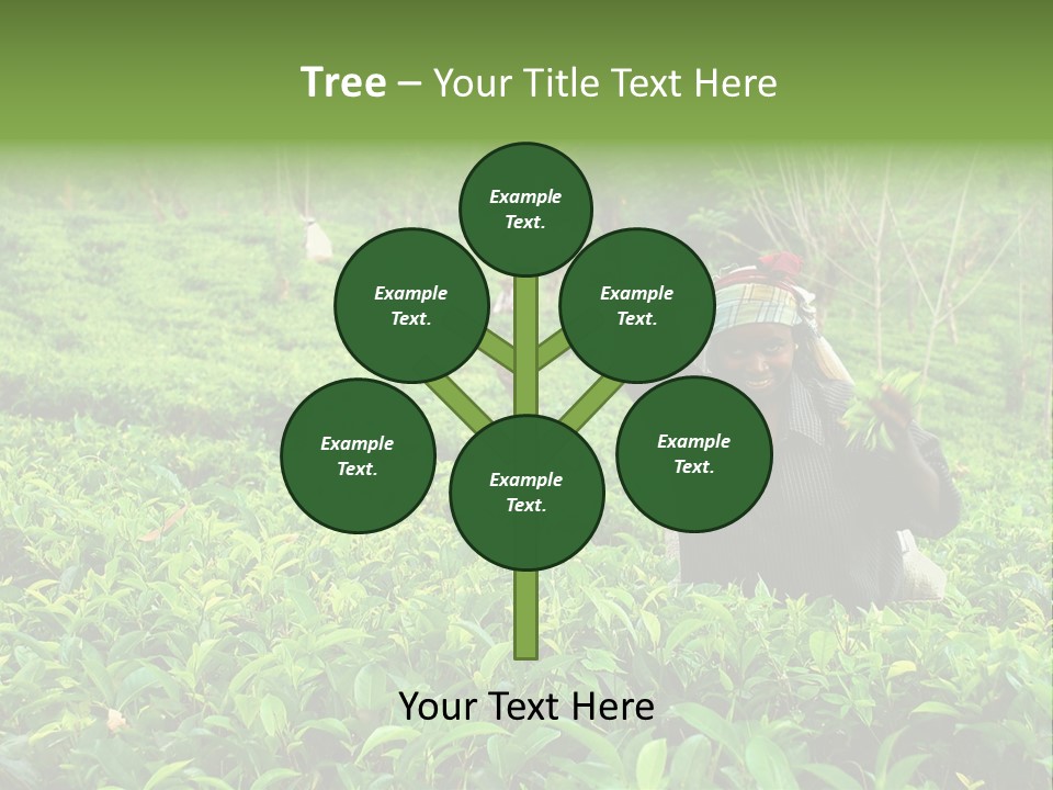 Tea Plantations In Sri Lanka PowerPoint Template