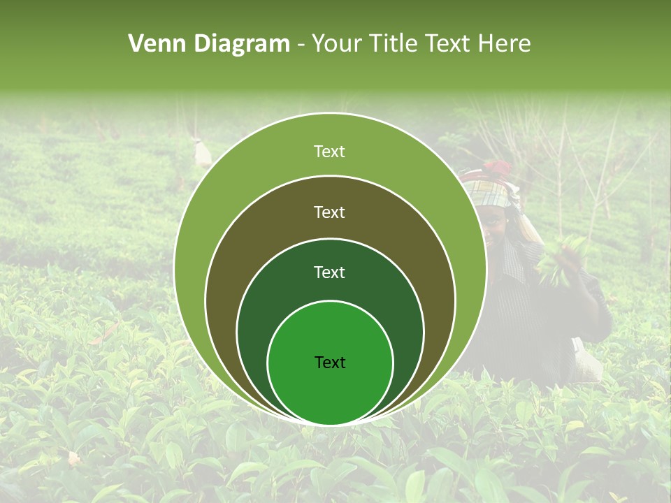 Tea Plantations In Sri Lanka PowerPoint Template