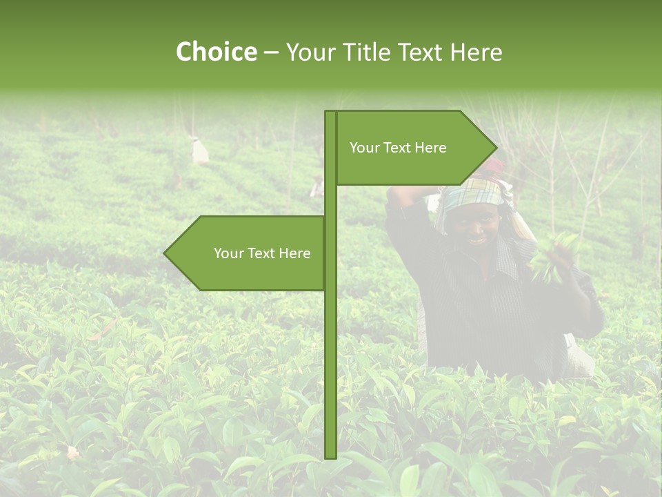 Tea Plantations In Sri Lanka PowerPoint Template