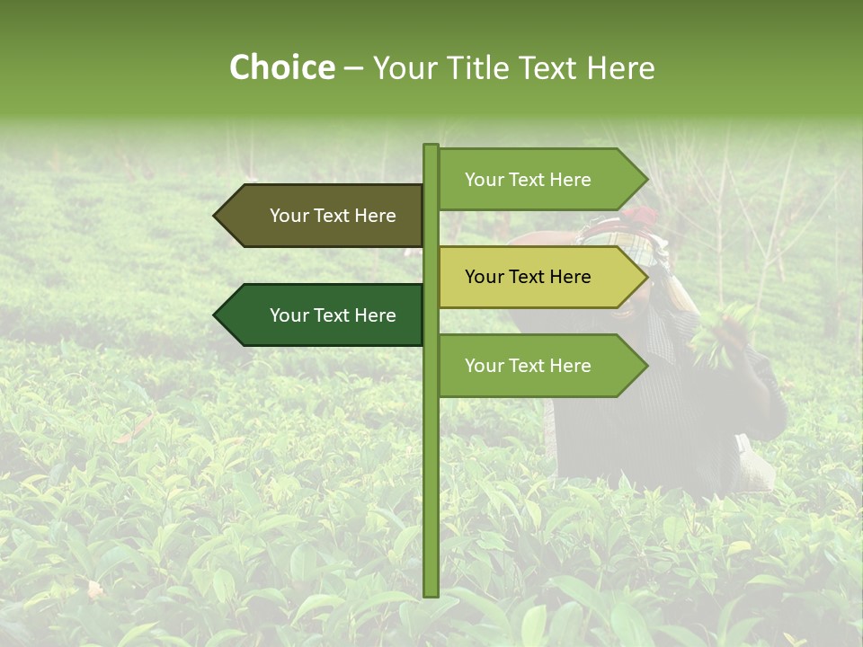 Tea Plantations In Sri Lanka PowerPoint Template