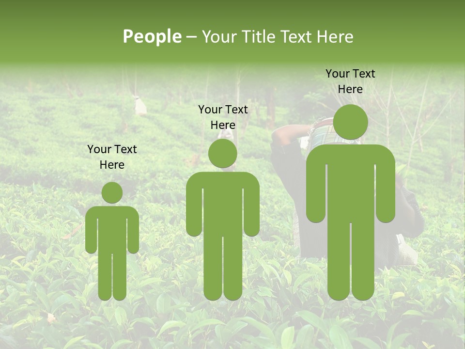 Tea Plantations In Sri Lanka PowerPoint Template