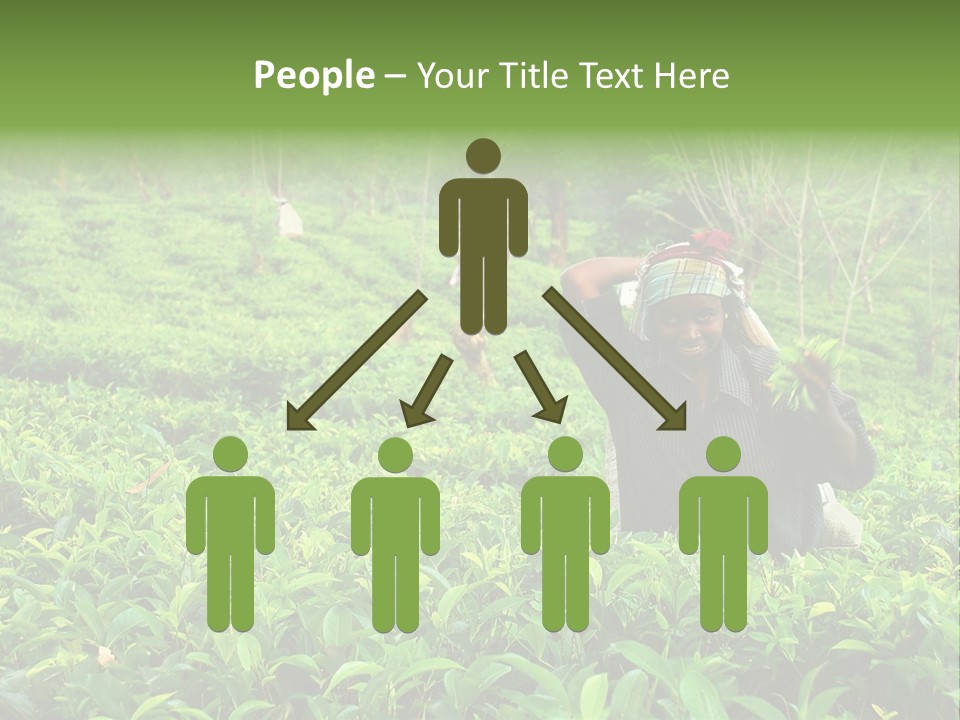 Tea Plantations In Sri Lanka PowerPoint Template