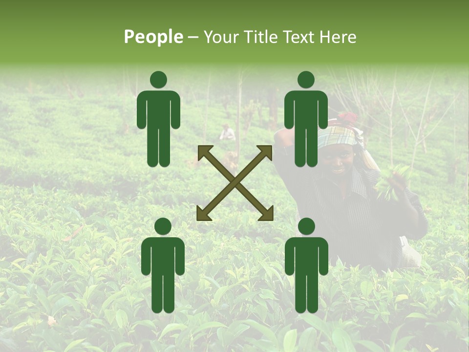 Tea Plantations In Sri Lanka PowerPoint Template