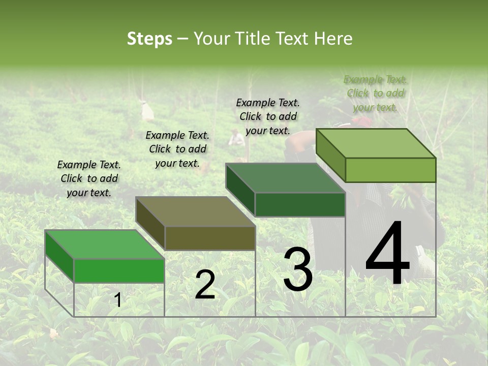 Tea Plantations In Sri Lanka PowerPoint Template