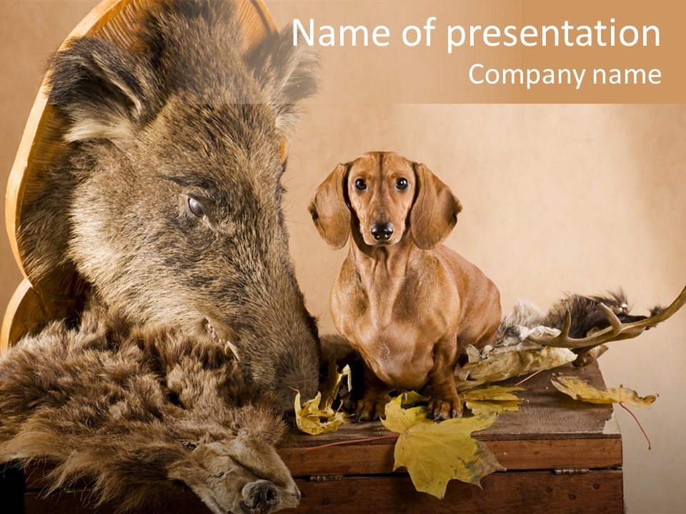 Hair Prey Hunt PowerPoint Template