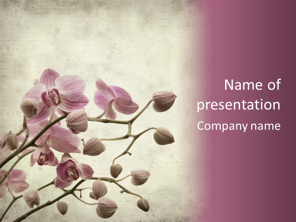 Phalaenopsis PowerPoint Template