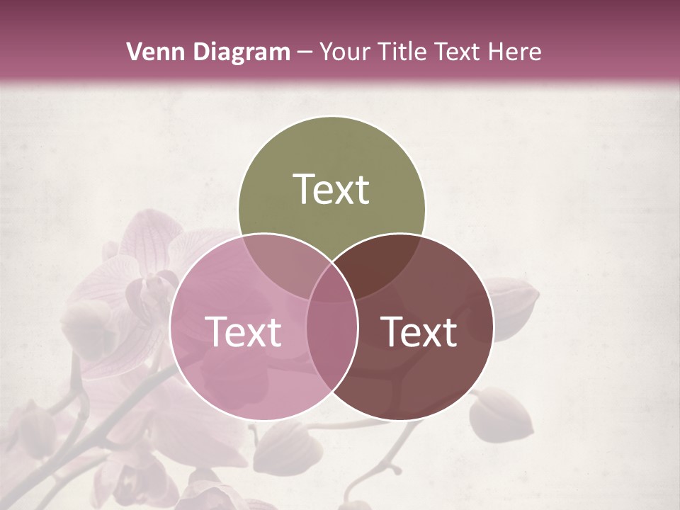 Phalaenopsis PowerPoint Template