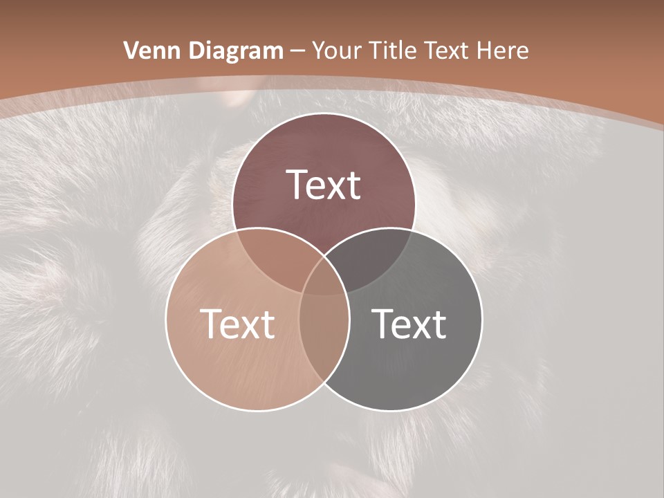 Fur Coat For Women PowerPoint Template