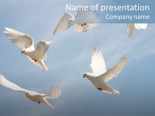 White Doves PowerPoint Template