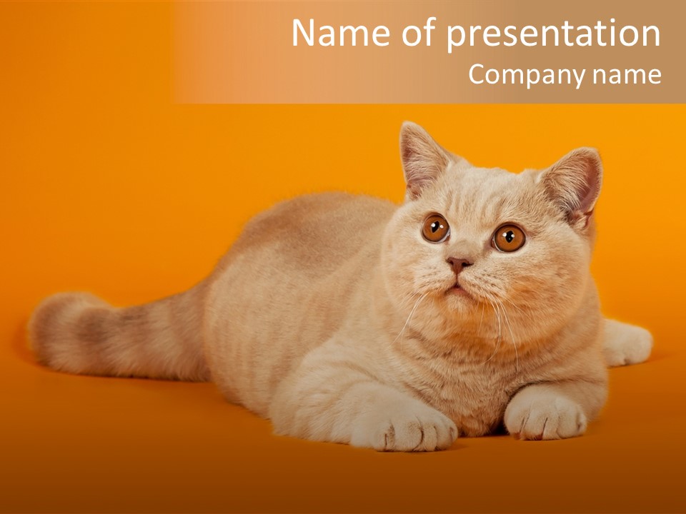 Cat Wallpaper 1920X1080 PowerPoint Template