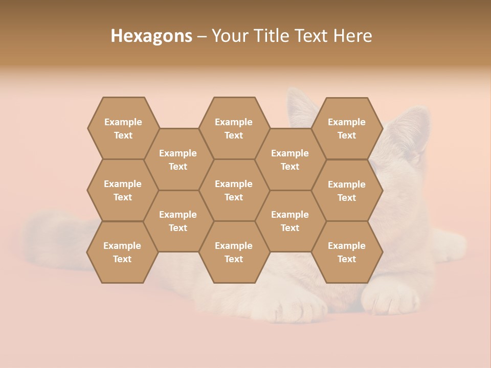 Cat Wallpaper 1920X1080 PowerPoint Template