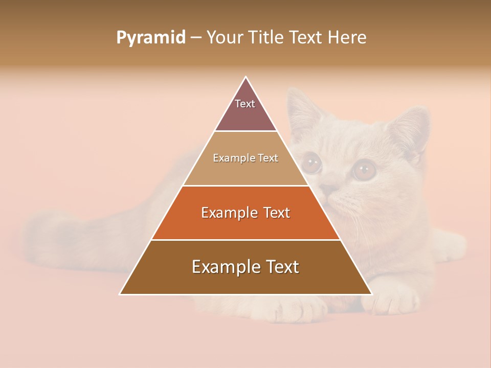 Cat Wallpaper 1920X1080 PowerPoint Template