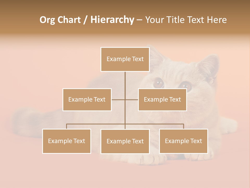 Cat Wallpaper 1920X1080 PowerPoint Template