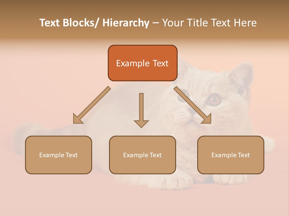 Cat Wallpaper 1920X1080 PowerPoint Template