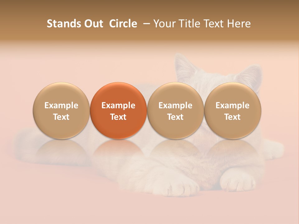 Cat Wallpaper 1920X1080 PowerPoint Template