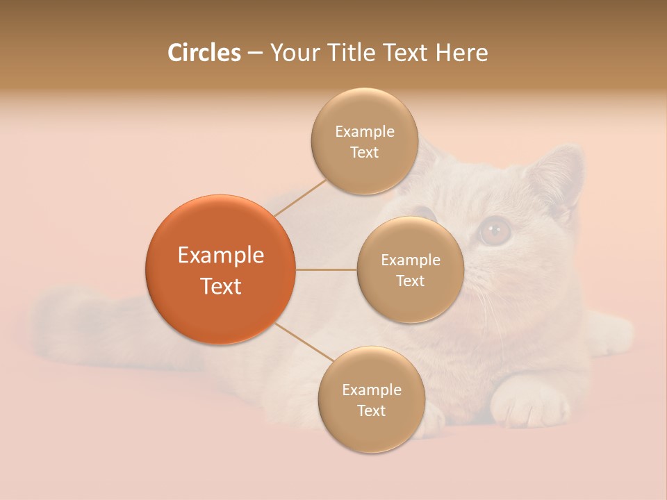 Cat Wallpaper 1920X1080 PowerPoint Template