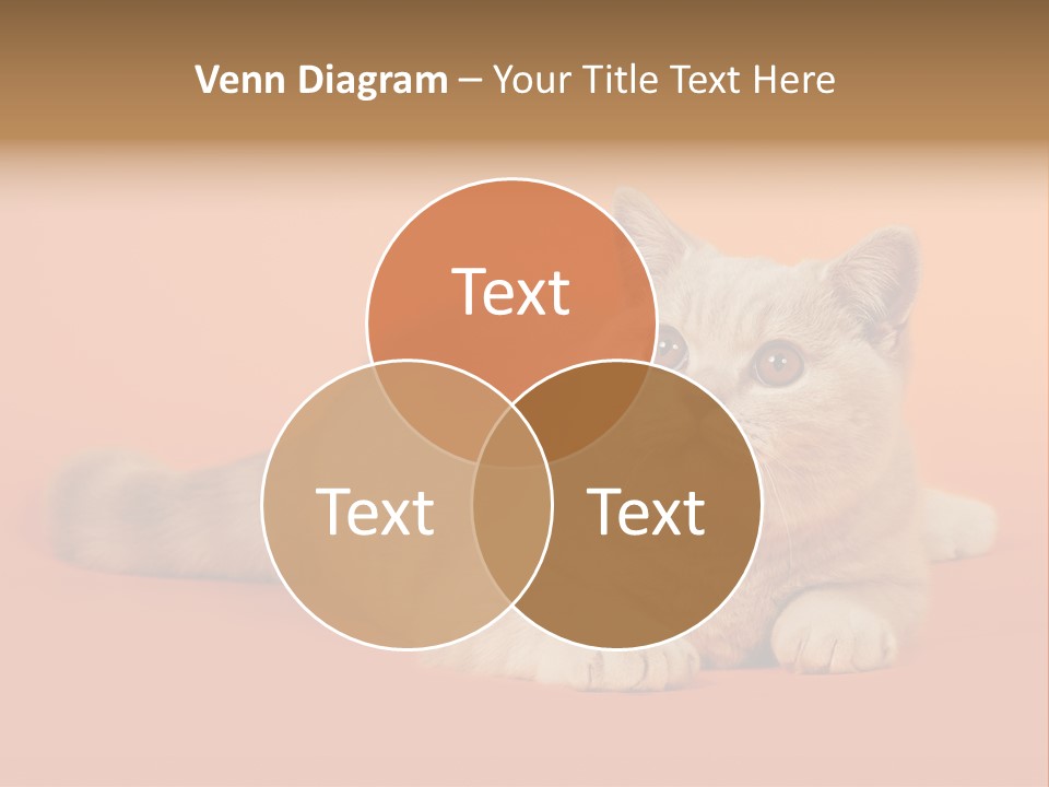 Cat Wallpaper 1920X1080 PowerPoint Template