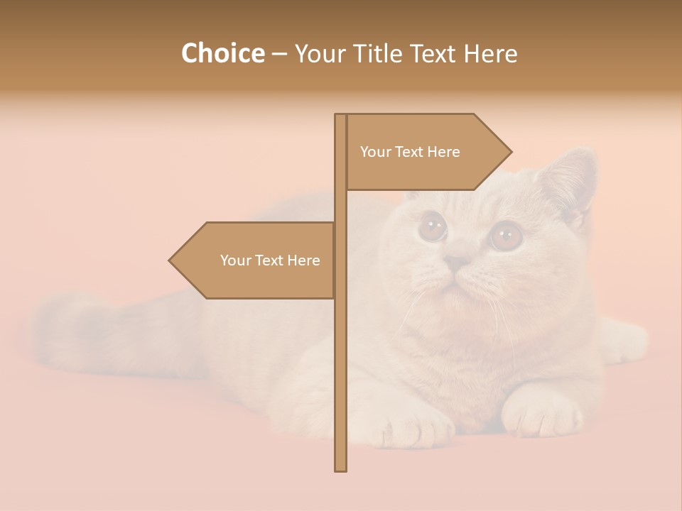 Cat Wallpaper 1920X1080 PowerPoint Template