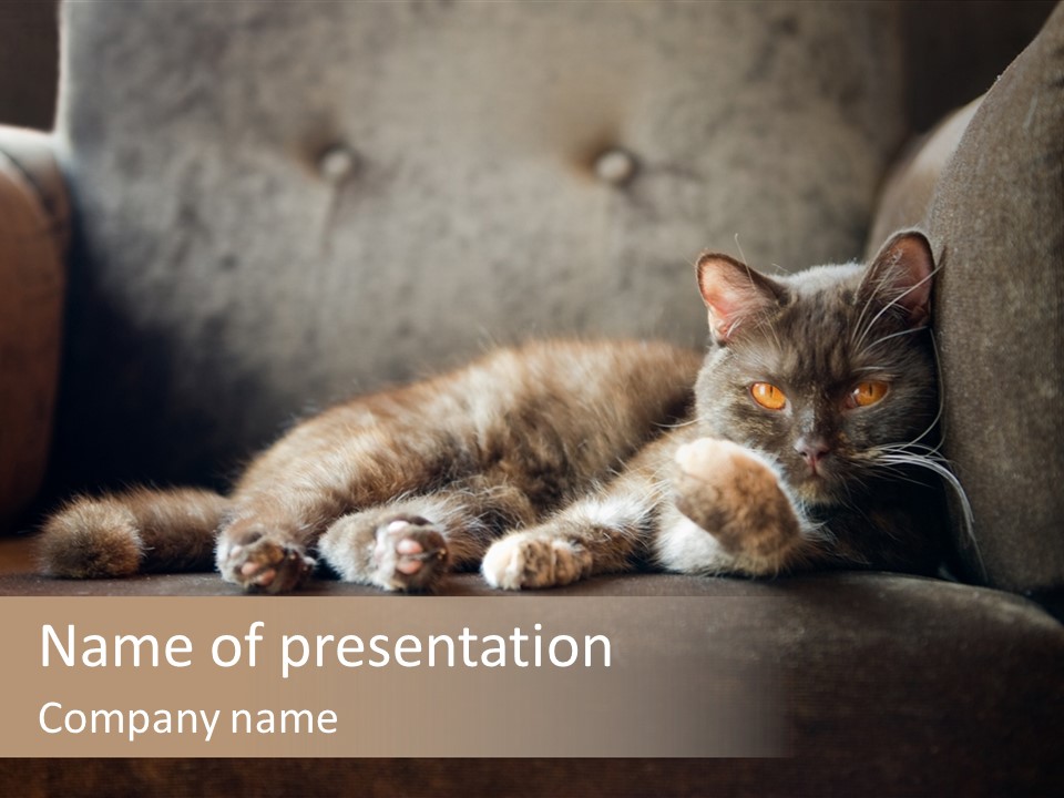 British Cats PowerPoint Template