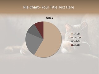 British Cats PowerPoint Template