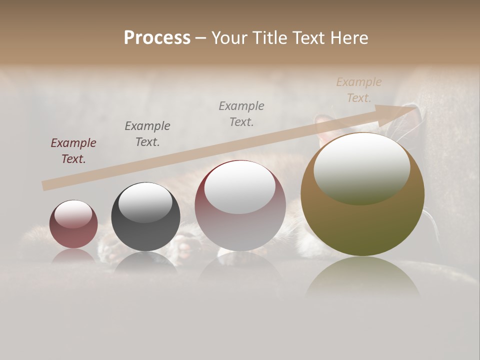 British Cats PowerPoint Template