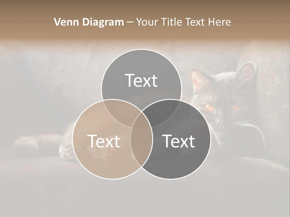 British Cats PowerPoint Template