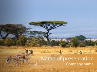 African Savannah PowerPoint Template