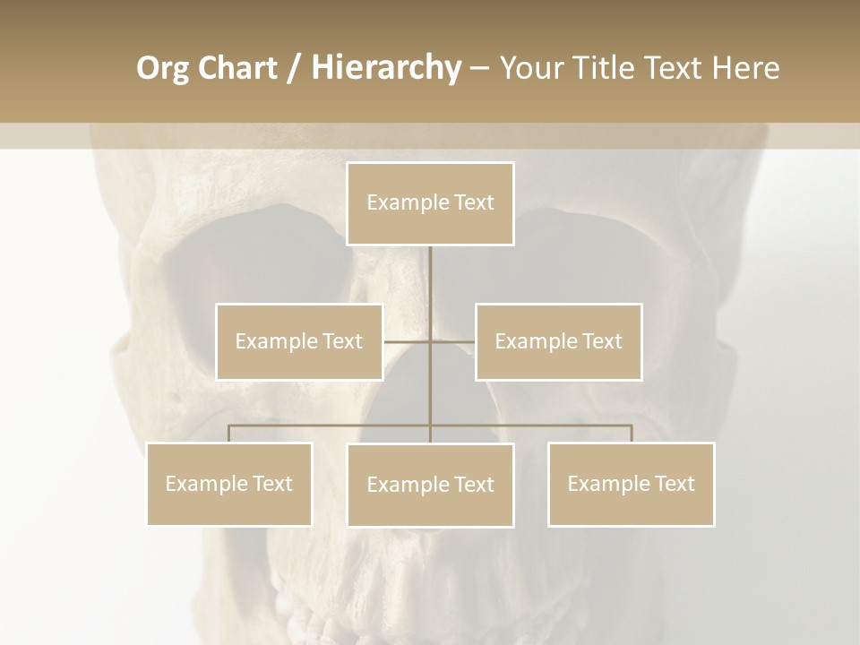 Human Skull PowerPoint Template