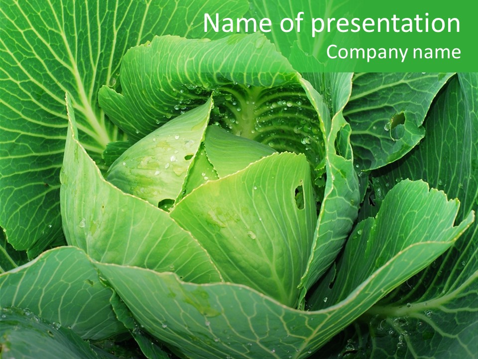 Plant Cabbage Freshness PowerPoint Template