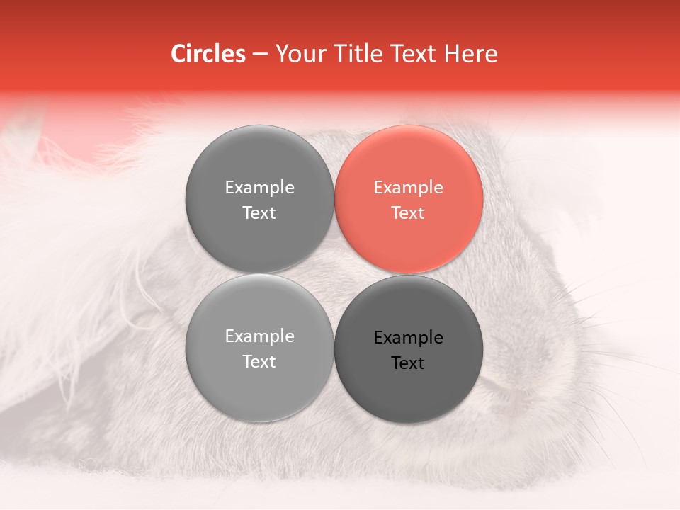 Christmas Bunny PowerPoint Template