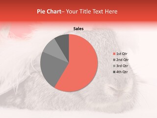 Christmas Bunny PowerPoint Template