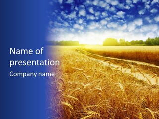 Wheat Field PowerPoint Template