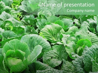 Closeup Homegrown Cultivated PowerPoint Template